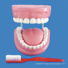 Human 4 Times Enlarged 32 Teeth Dental Care Model (R080108)